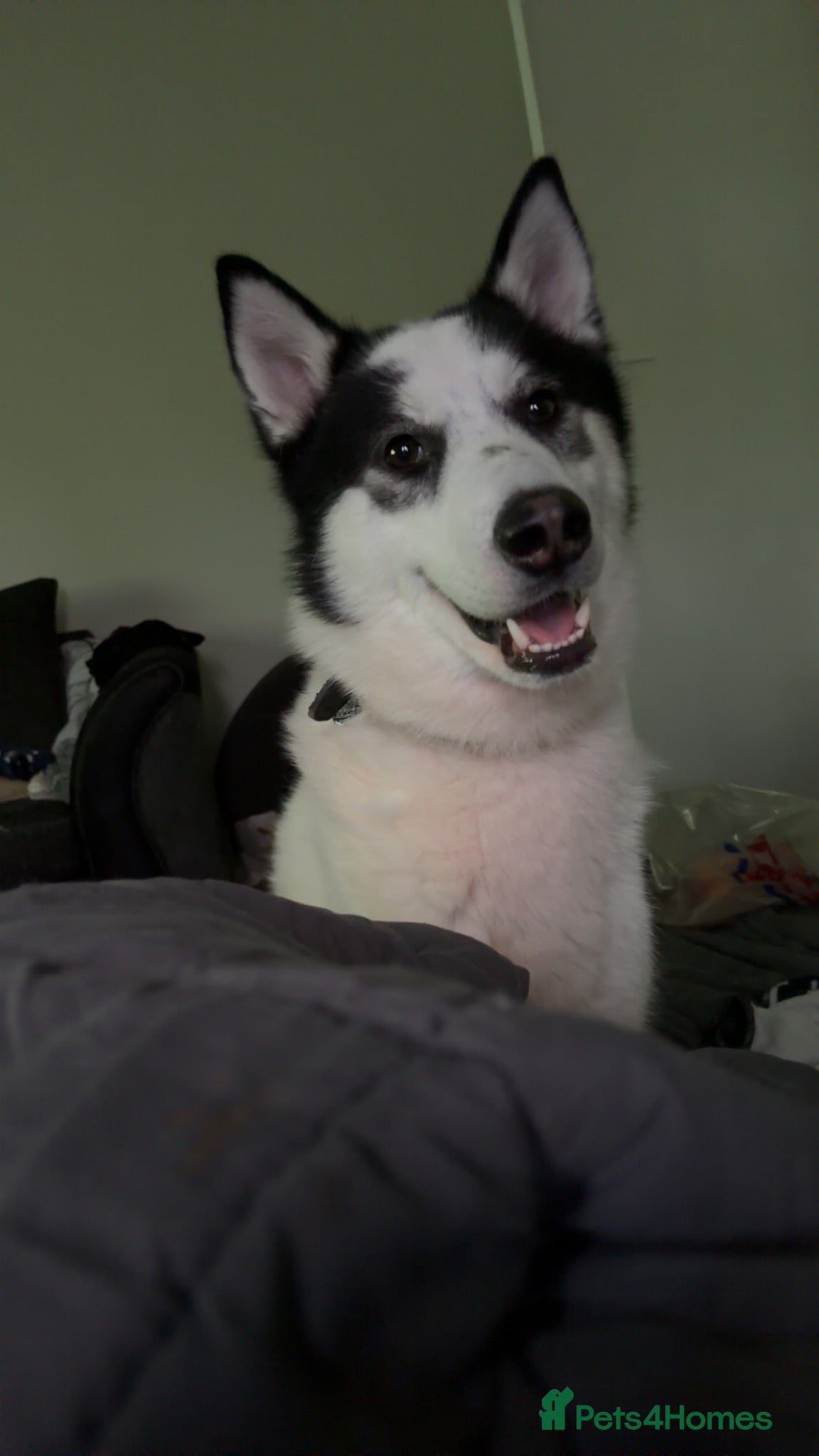 Siberian Husky dogs Siberian husky  - Advert 1