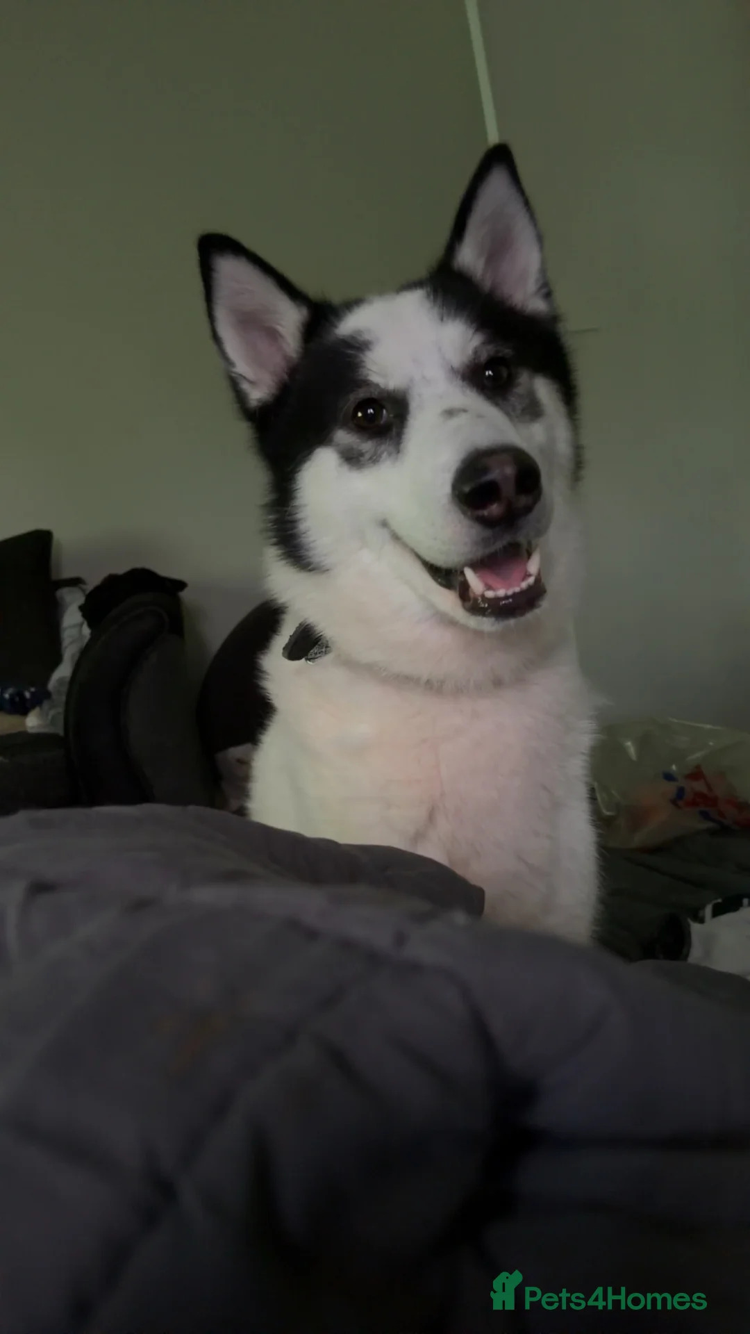 Siberian Husky dogs for sale: Siberian husky  in Glasgow - Advert 1