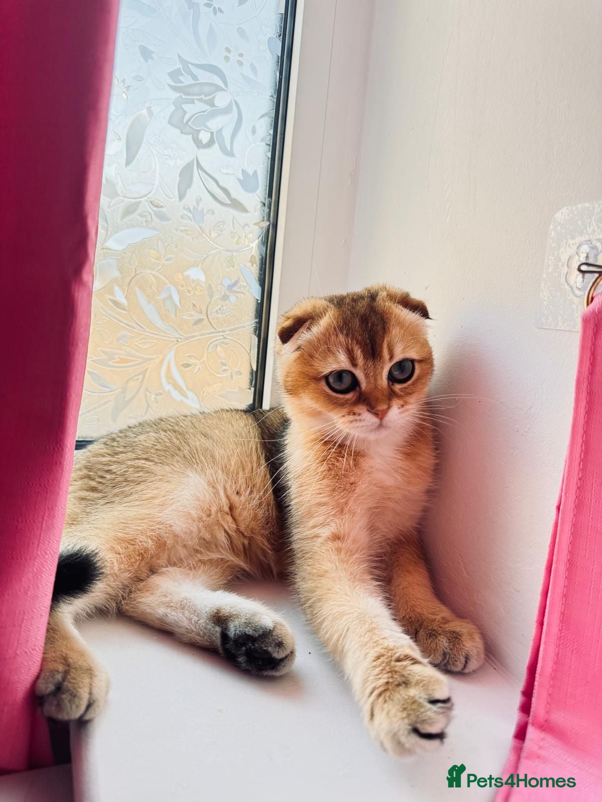 Scottish Fold cats 🐾 TICA Registered Scottish Fold Boy  🩵 - Advert 2