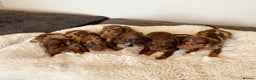 Miniature Dachshund dogs for sale: Miniature dachshund  - Advert 3