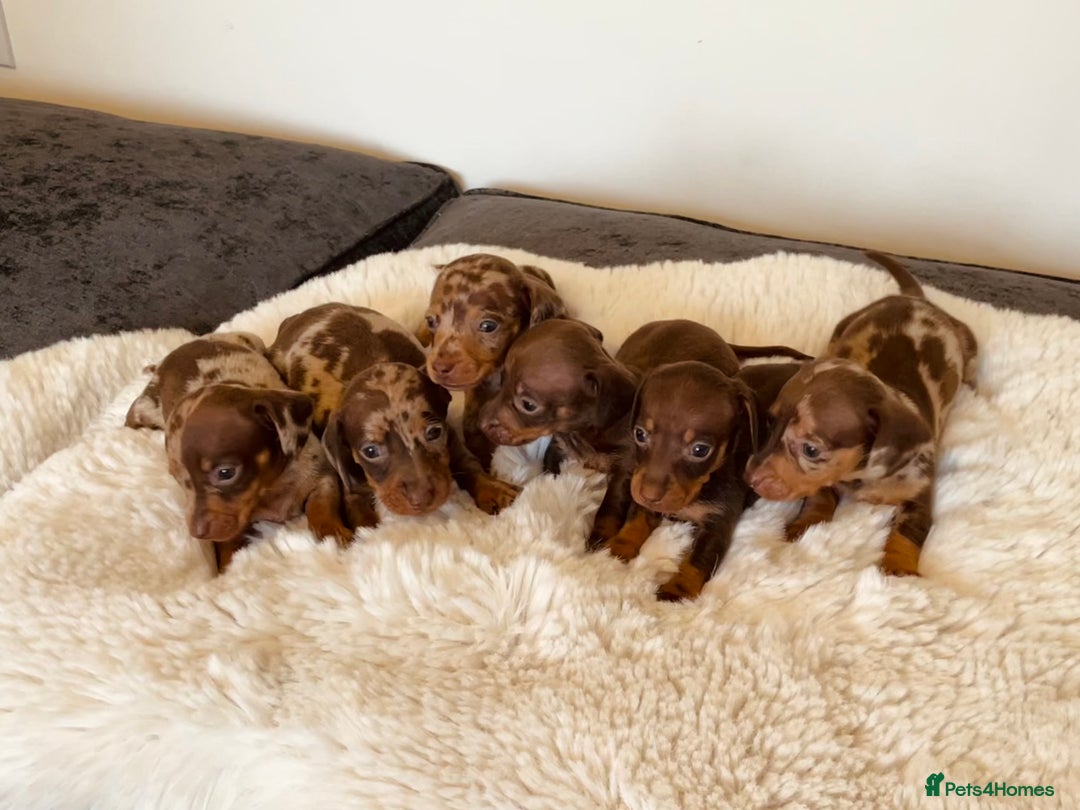 Miniature Dachshund dogs for sale: Miniature dachshund  - Advert 3