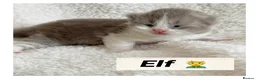 British Shorthair cats for sale: British shorthair kittens  - Advert 19
