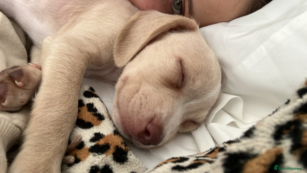 Mixed Breed dogs for sale: Staffy Cocker Spaniel cross Puppy - Image 2