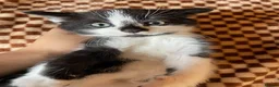 Mixed Breed cats for sale: Beautiful Tuxedo Kittens (Short & Long Hair) - Advert 6