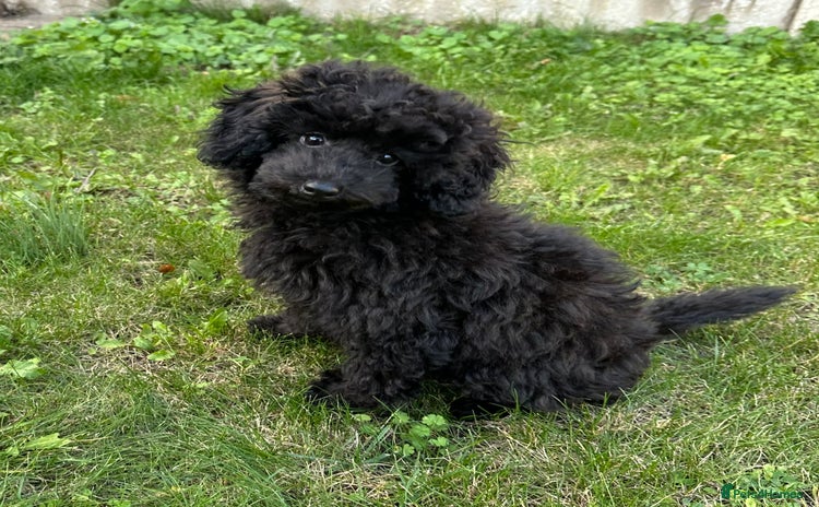 Toy Poodle dogs - Advert 2