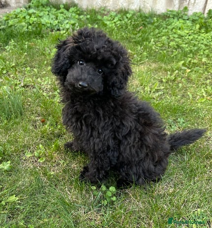 Toy Poodle dogs - Advert 2