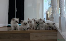 Ragdoll cats for sale: GCCF ACTIVE Registered Ragdoll Kittens  - Image 1