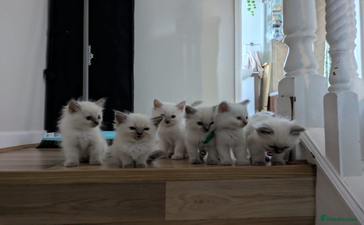 Ragdoll cats - Advert 2