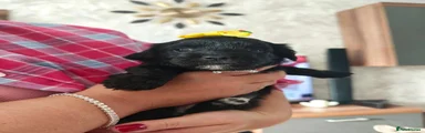 Shihpoo 5