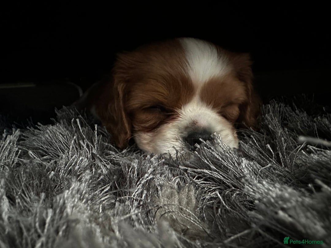 Cavalier King Charles Spaniel dogs for sale: 5 beautiful cavalier King Charles spaniel puppies - Image 16