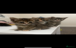 European cats for sale: 8 adorable kittens  - Image 10