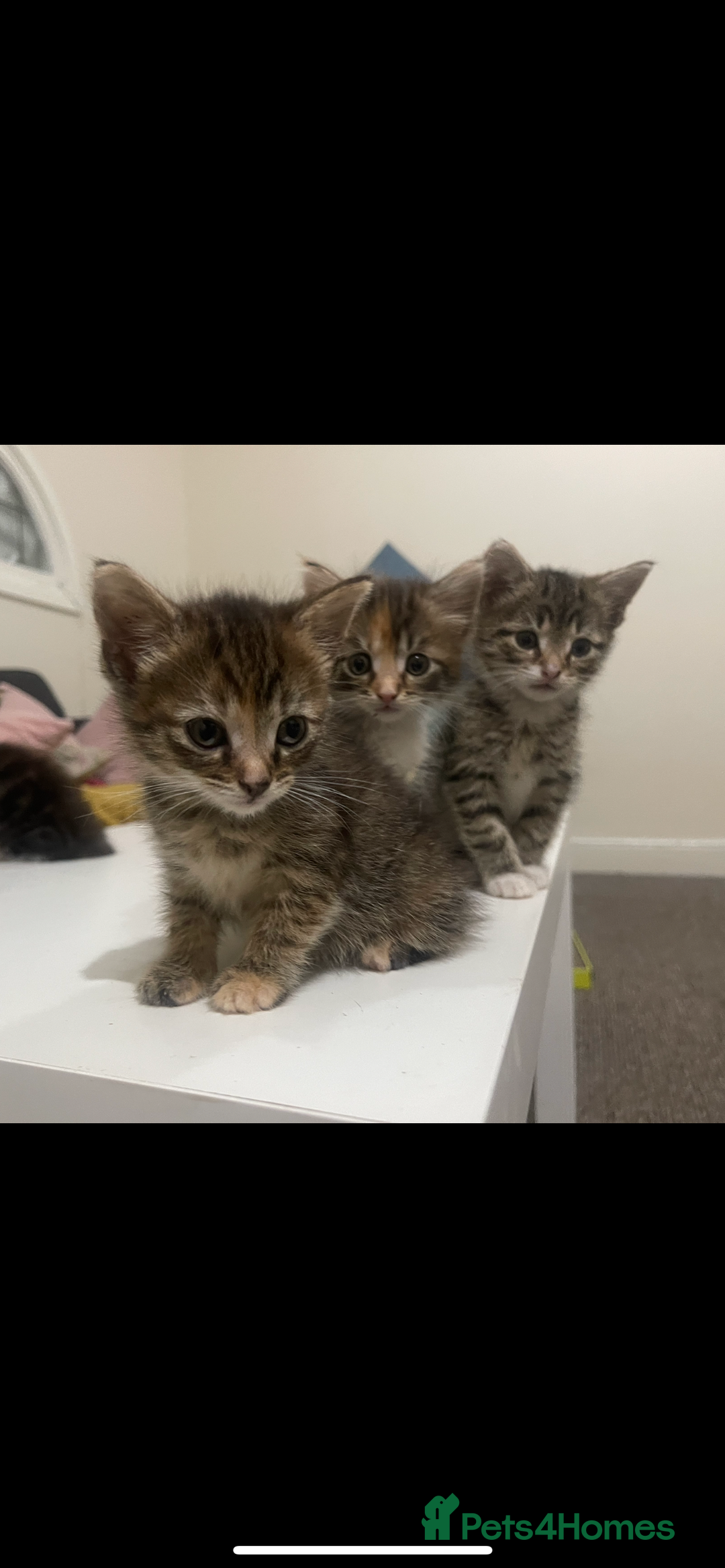 European cats for sale: 8 adorable kittens  - Image 10