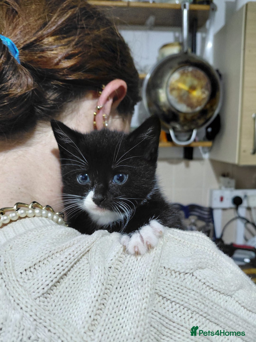 Mixed Breed cats for sale: 4 sweet ghost tabby tuxedo kittens - Image 21