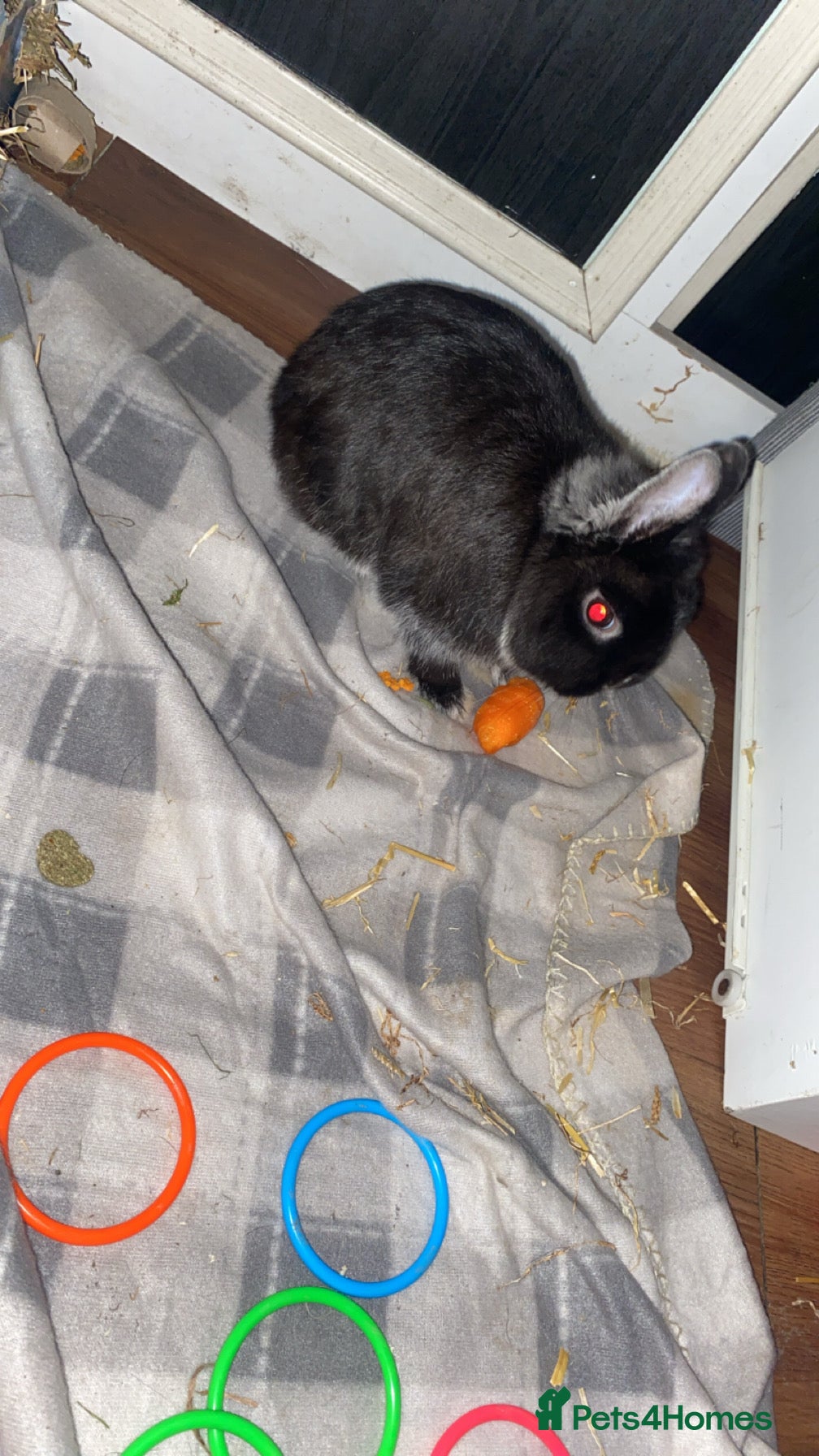 Netherland Dwarf rabbits rabbit  - Advert 2