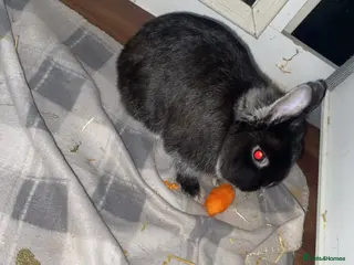 Netherland Dwarf rabbits rabbit - Advert 2