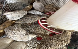 Quail poultry for sale: Coturnix Quail POL - Image 2