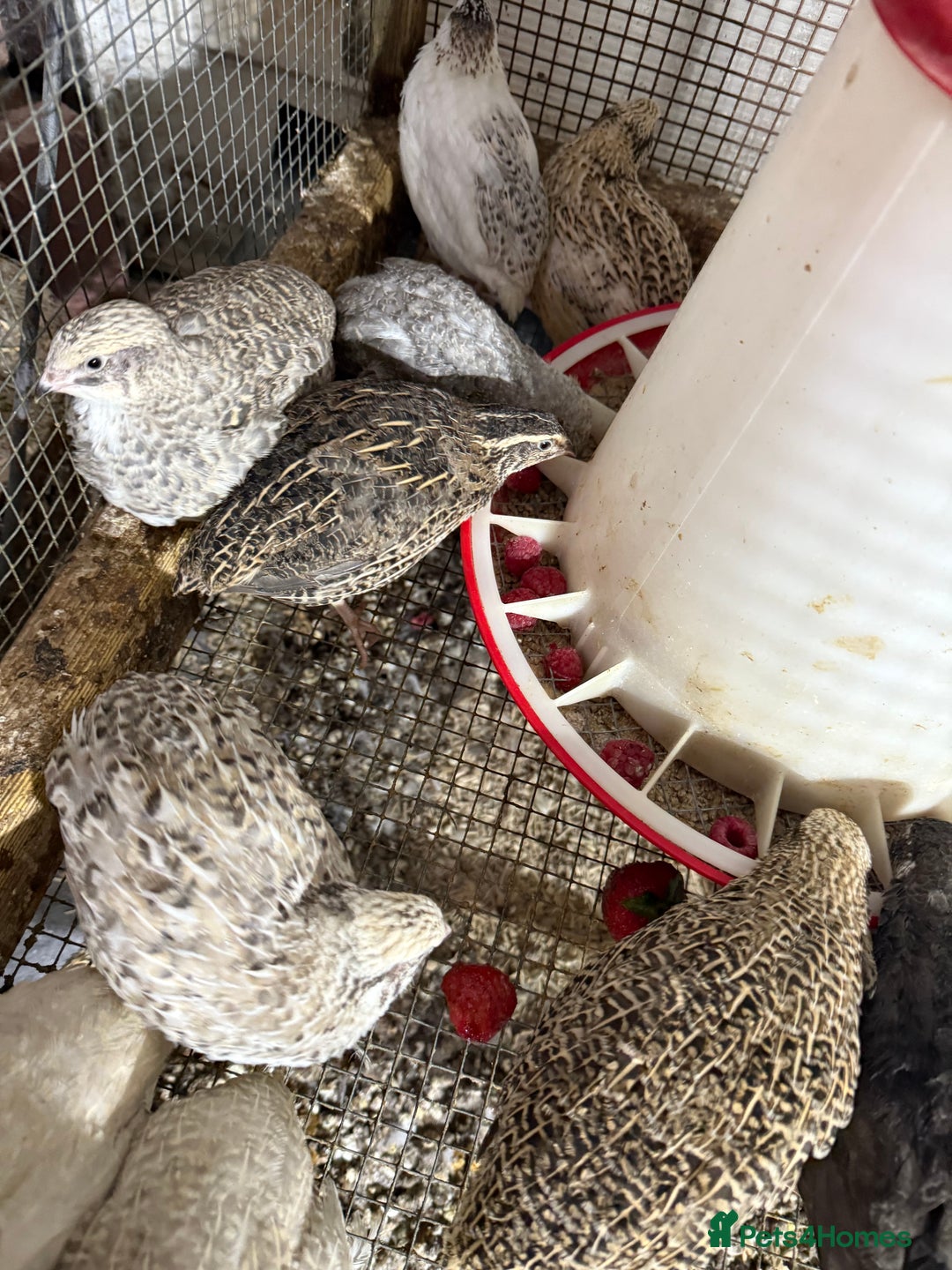 Quail poultry for sale: Coturnix Quail POL - Image 2