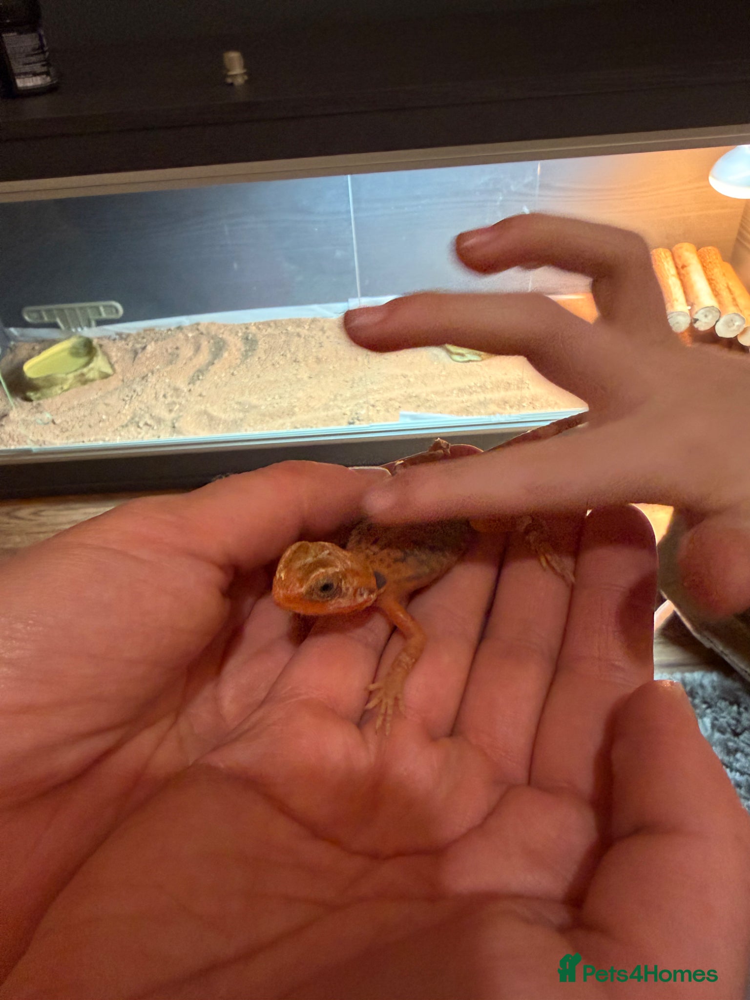 Bearded Dragon reptiles Red silkback bearded dragon - Advert 1