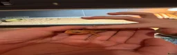 Bearded Dragon reptiles for sale: Red silkback bearded dragon in Halifax - Advert 1