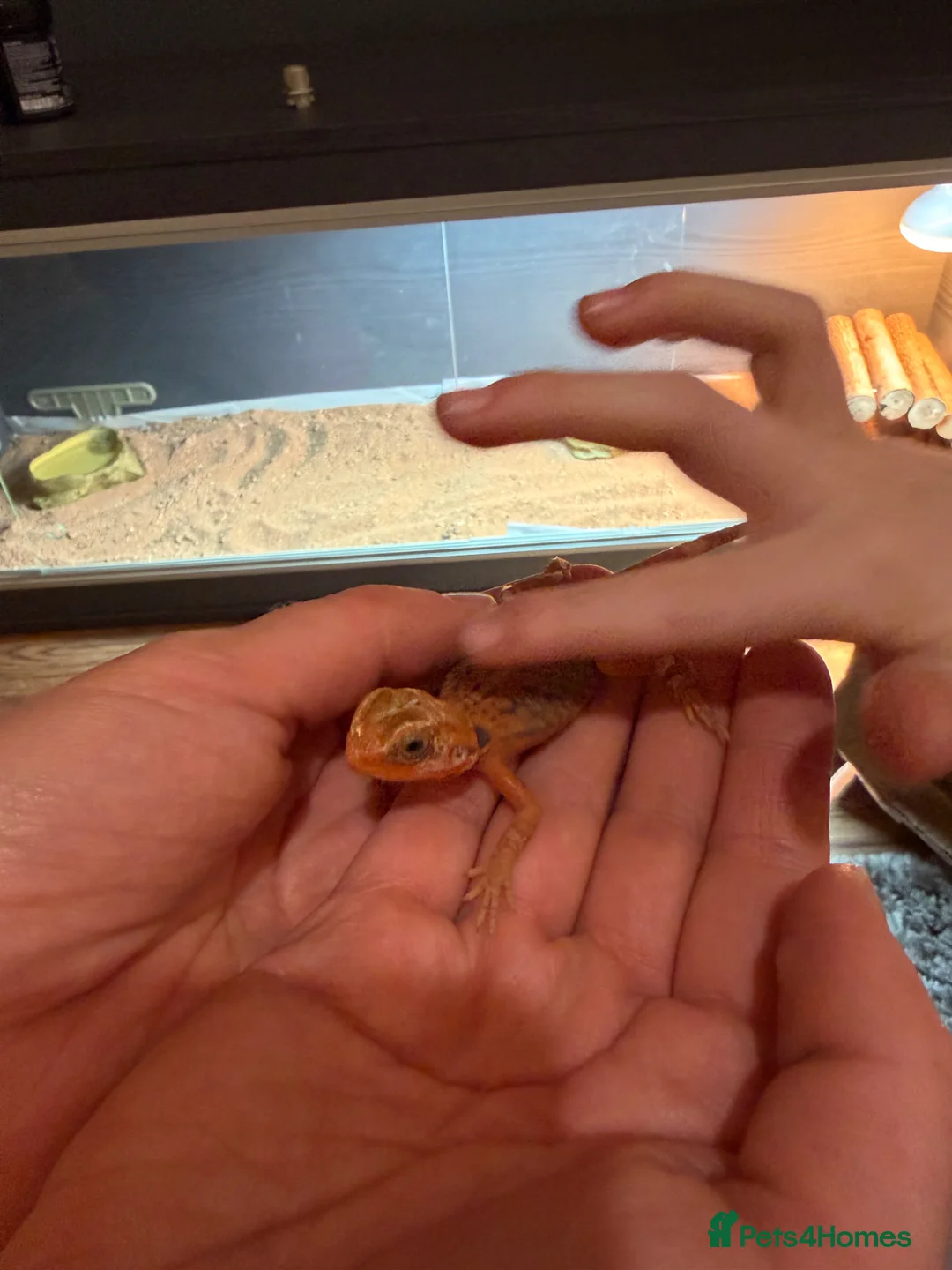Bearded Dragon reptiles for sale: Red silkback bearded dragon in Halifax - Advert 1