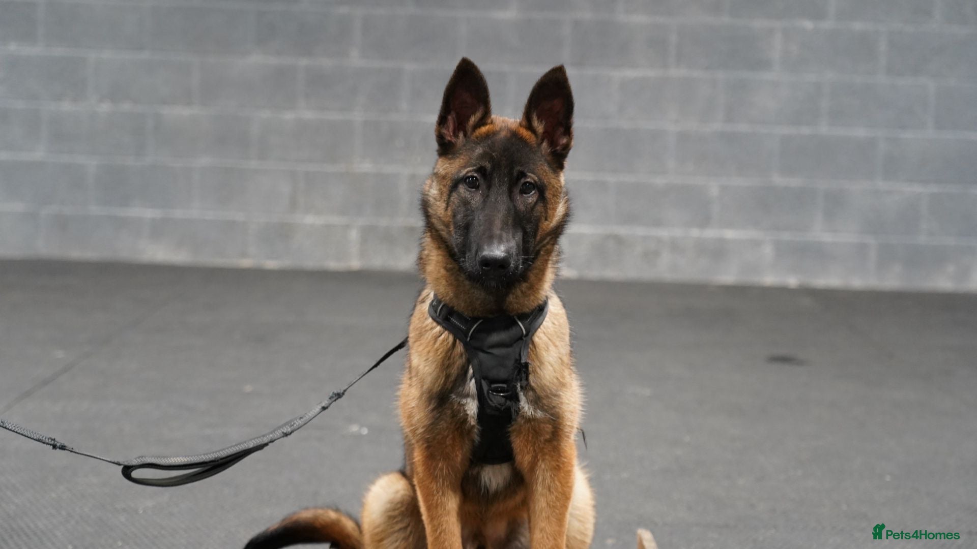 Belgian Shepherd Dog dogs Belgium Malinois Puppy 6 Months Old - Advert 1