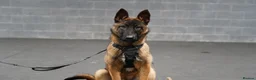 Belgian Shepherd Dog dogs for sale: Belgium Malinois Puppy 6 Months Old - Advert 1