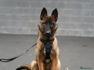 Belgian Shepherd Dog dogs Belgium Malinois Puppy 6 Months Old - Advert 1