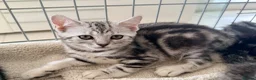 British Shorthair cats for sale: Outstanding GCCF Champion BSH Silver Tabby Kittens - Advert 14