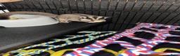 Sugar Glider rodents for sale: 2 female sugar glders in South Ockendon - Advert 17