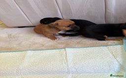 Jack Russell dogs for sale: Jack Russell puppy’s  - Advert 5