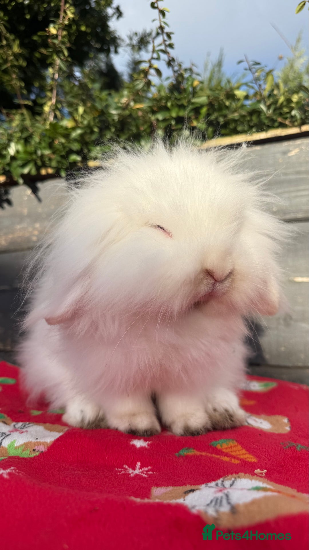 Mini Lion Lop rabbits for sale: Super Sweet, Beautiful Blue Eyed White Boy - Advert 12
