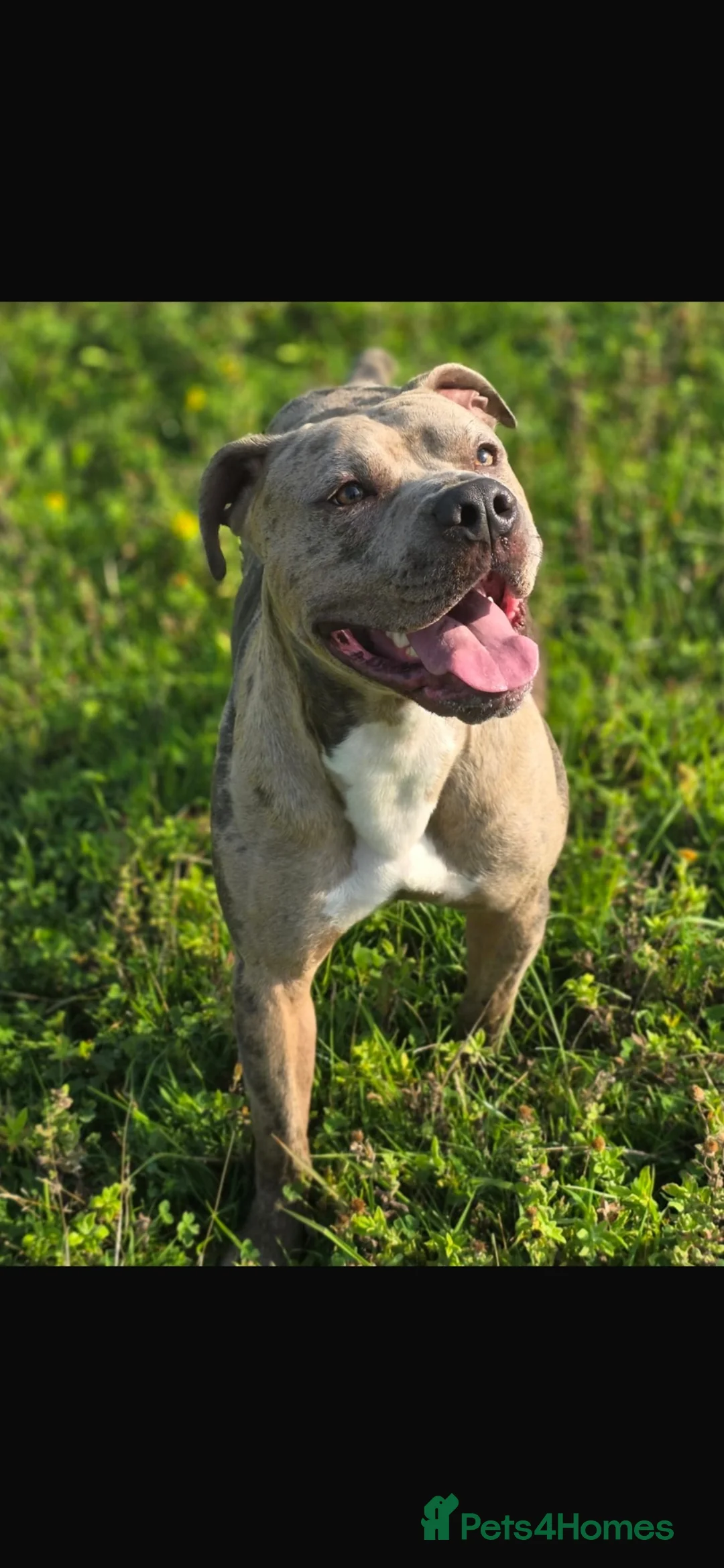 Mixed Breed dogs for stud: Meet Buster! Blue Merle Bully Staffy.. - Advert 2