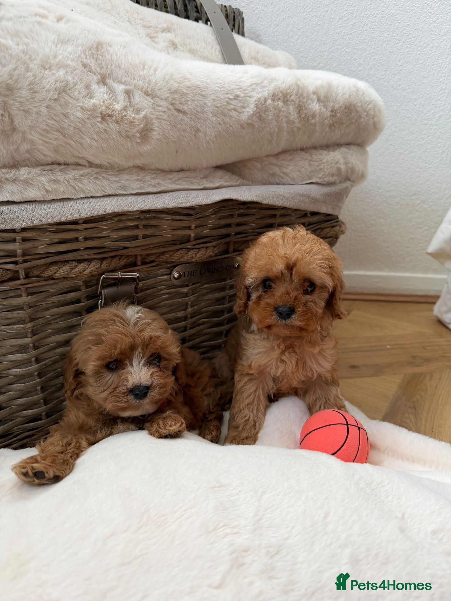 Cavapoo dogs Cavapoo puppy’s  - Advert 3