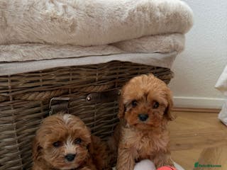 Cavapoo dogs Cavapoo puppy’s - Advert 3