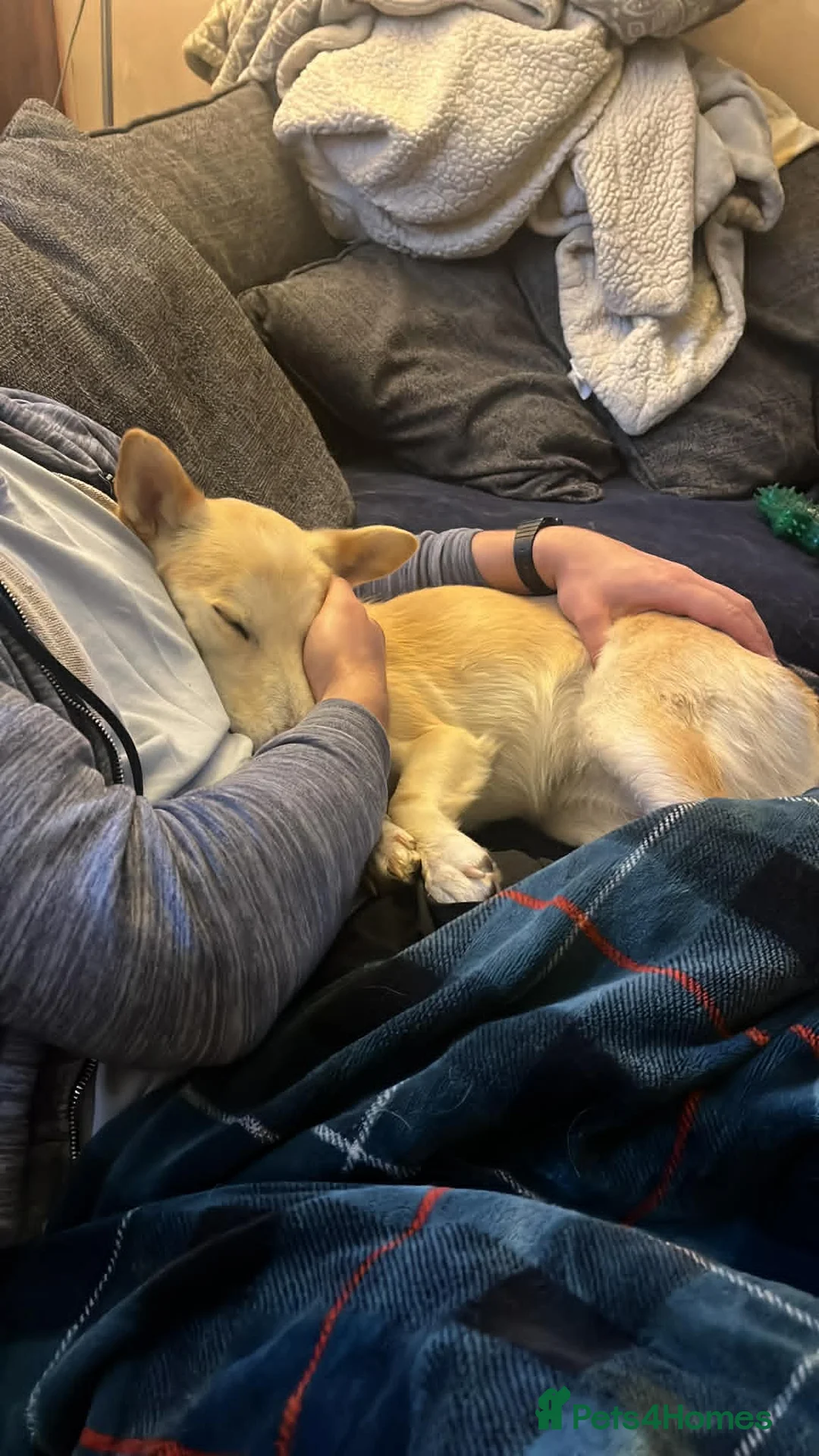 Mixed Breed dogs for adoption: LINDY – 2 years old, Female, Mixed Breed in ELY - Advert 2
