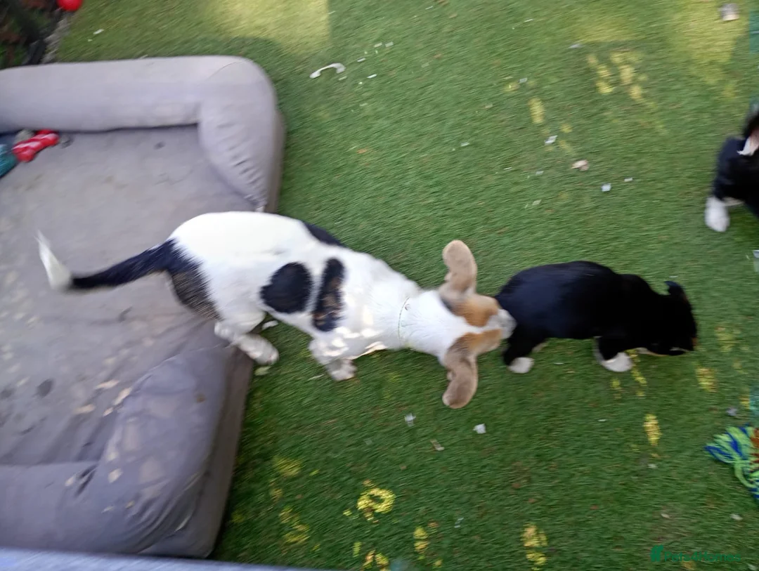 Mixed Breed dogs for sale: Jack achi poo puppy's for sale in Baldock - Advert 2