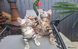 Bengal cats for sale: Show quality pure bengal kittens. - Image 30