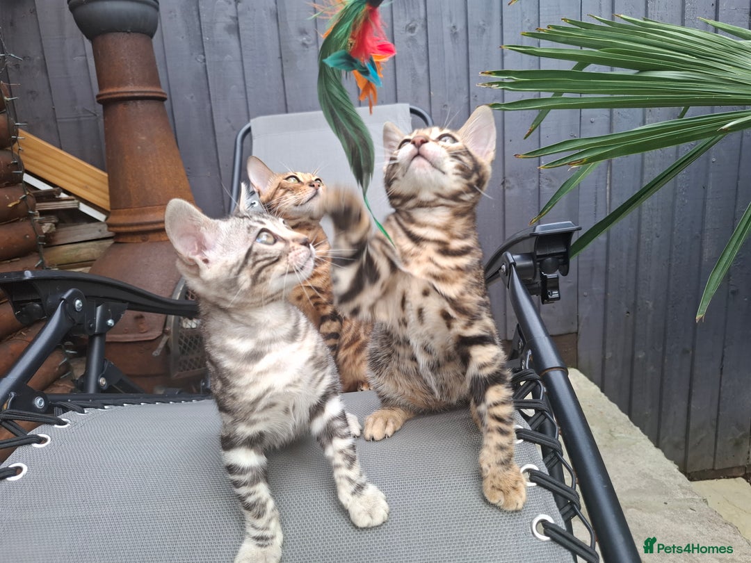 Bengal cats for sale: Show quality pure bengal kittens. - Image 30