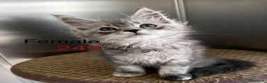 Maine Coon 3