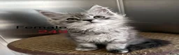 Maine Coon cats for sale: Pedigree Maine Coons - Advert 7