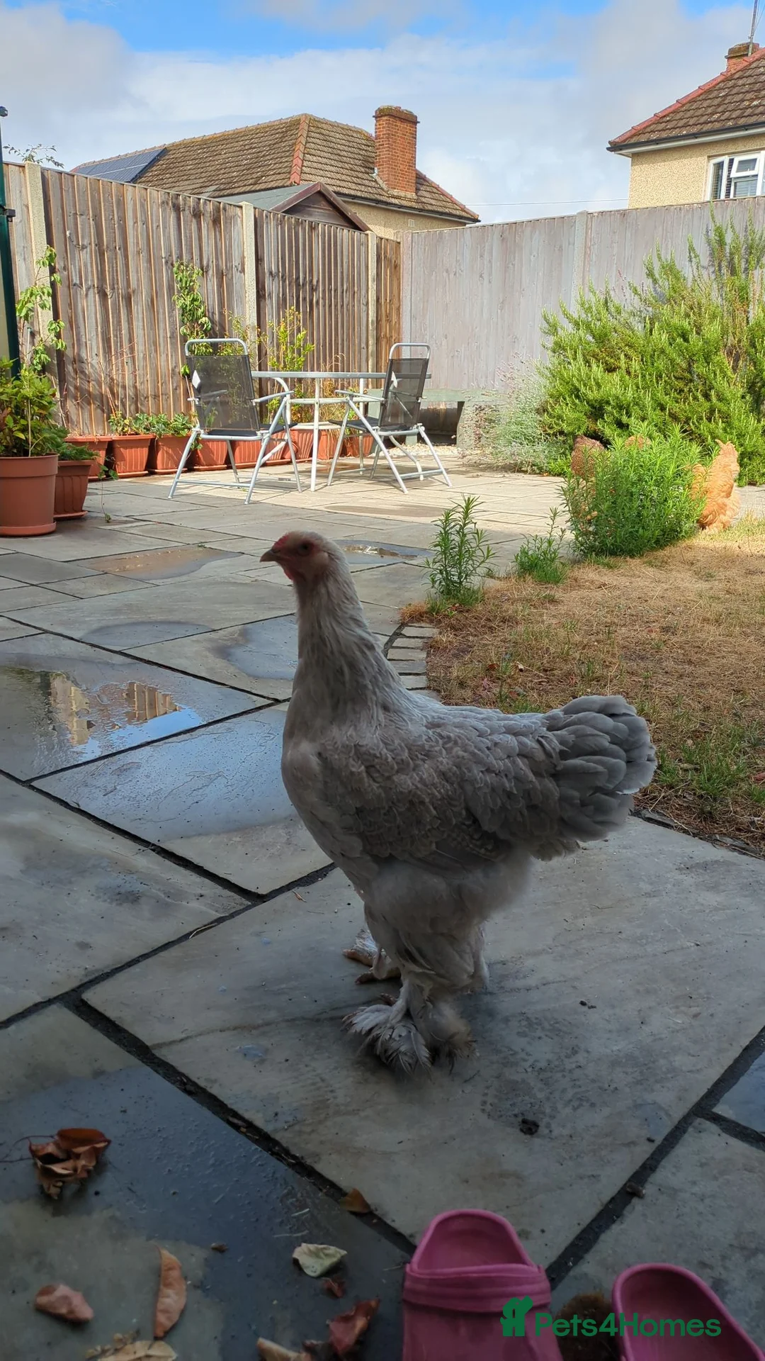 Chickens poultry for sale: Brahma and Cochin hens in Sandy - Advert 4