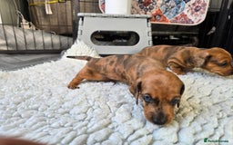 Miniature Dachshund dogs for sale: ✨5star✨ True miniatures, Licenced breeder, KC reg - Image 11