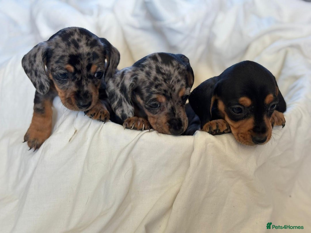Miniature Dachshund dogs for sale: Miniature dachshunds - Image 2