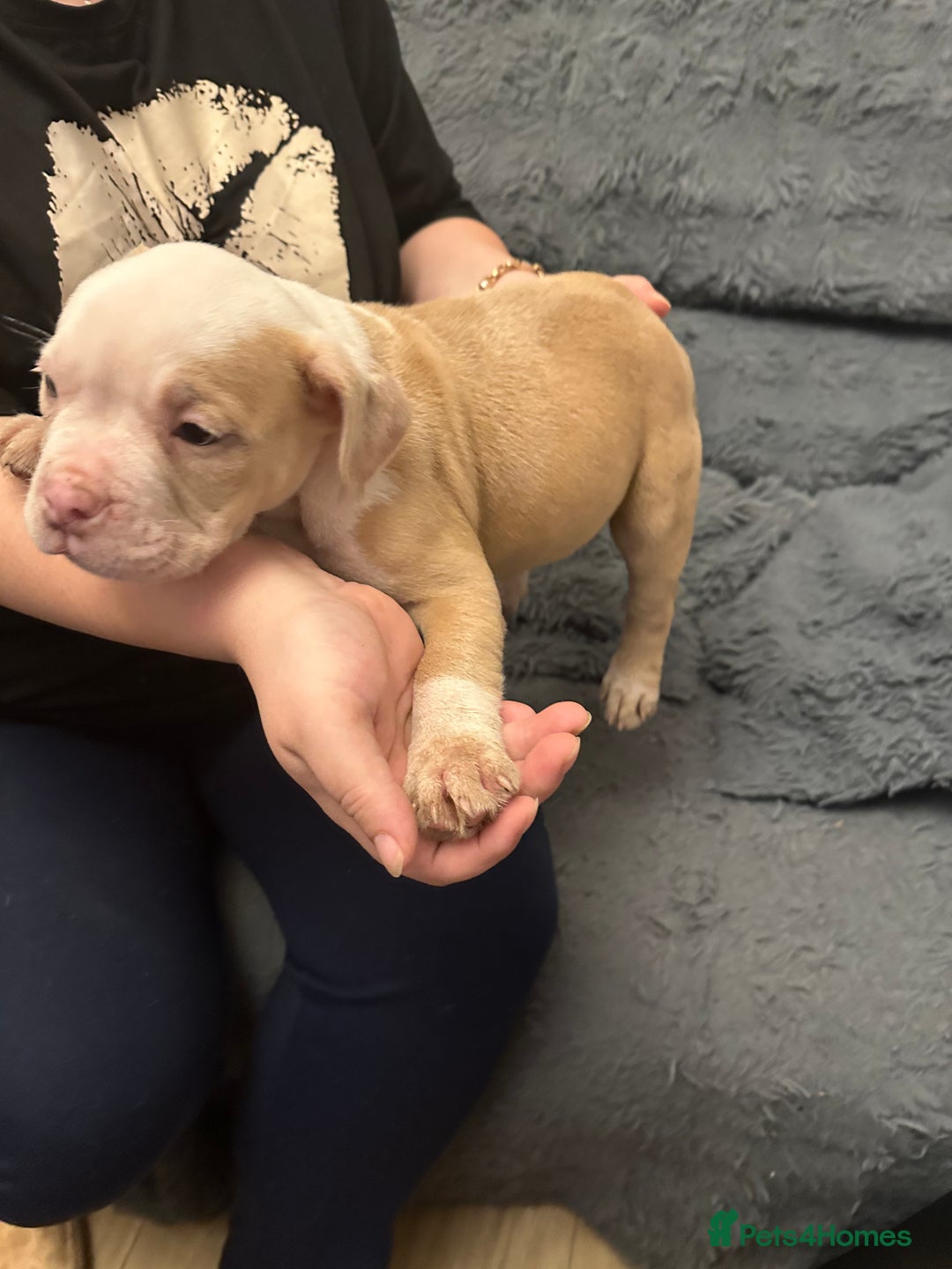 American Bully dogs for sale: ABKC REGISTERED Pocket Exotic/Extreme Bully PUPS! - Advert 18