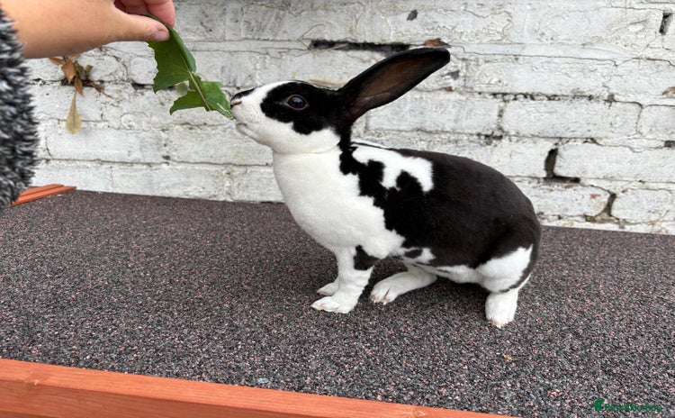 Rex rabbits - Advert 11