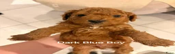 Cockapoo dogs for sale: 🐾 Beautiful F1B Cockapoo Puppies  🐾 - Advert 7
