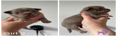 Chihuahua Puppy 4