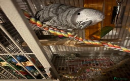 Parrots birds for sale: Semi Tame African Grey - Image 14