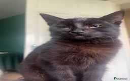 Mixed Breed cats for sale: 5 Male Mixed Cats - Image 2