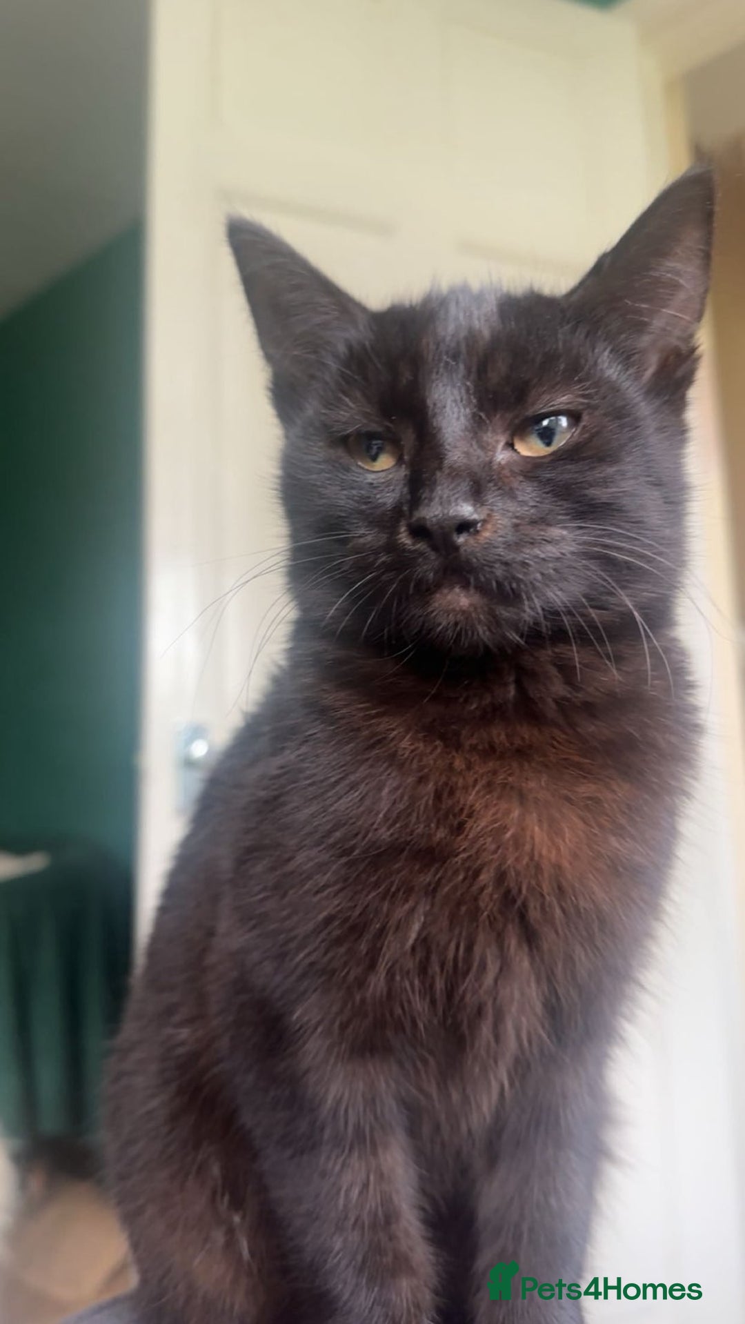 Mixed Breed cats for sale: 5 Male Mixed Cats - Image 2